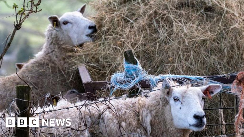 World's first case of bird flu in sheep found on Yorkshire farm