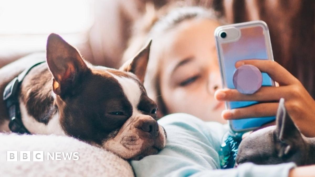 A stock photo of a girl and her dog looking at a phone on a couch