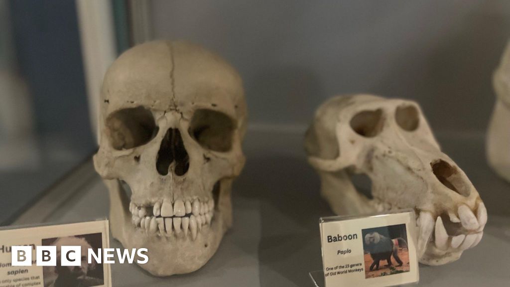 King's College scientists' lab-grown human teeth breakthrough