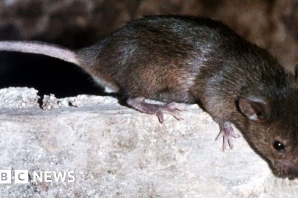 Rat forces closure of Aberdeenshire school for a week